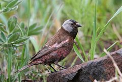 Gray-crowned Rosy-Finch